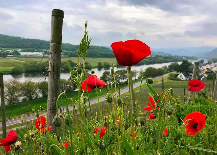 Am Alten Posthof リーザー